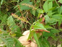 Acalypha phleoides