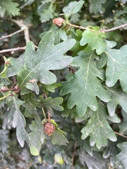 Andricus foecundatrix