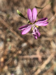 Epilobium brachycarpum