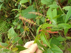 Acalypha phleoides