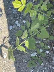 Pastinaca sativa sylvestris
