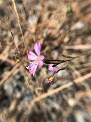 Epilobium brachycarpum
