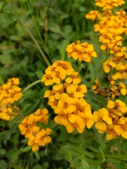 Tagetes lucida
