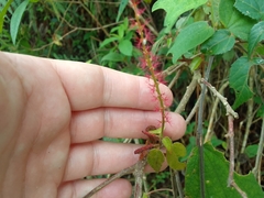 Acalypha phleoides