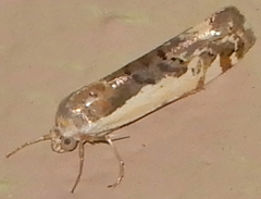 Tarache augustipennis