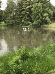 Platalea ajaja