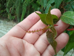 Acalypha phleoides