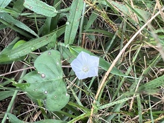 Ipomoea lacunosa