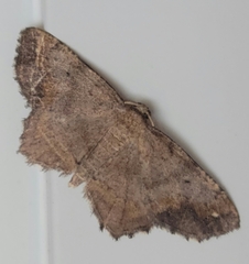 Hypagyrtis