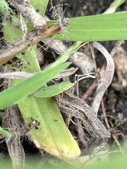 Draeculacephala antica