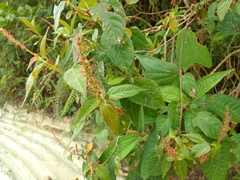 Acalypha phleoides