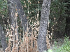 Dipsacus fullonum