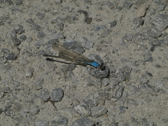 Argia apicalis