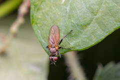 Leucophora