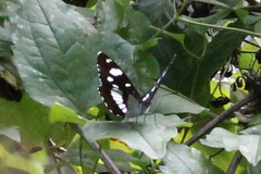 Limenitis reducta