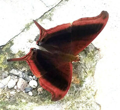 Marpesia zerynthia