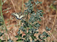 Papilio machaon