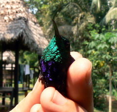 Thalurania furcata