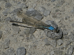 Argia apicalis