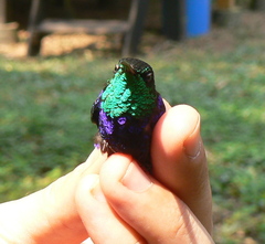 Thalurania furcata