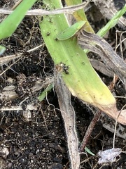 Draeculacephala antica