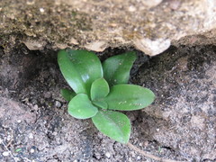 Thompsonella minutiflora