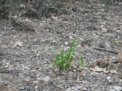 Iris foetidissima