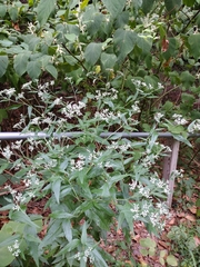 Eupatorium serotinum