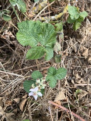 Rubus fruticosus