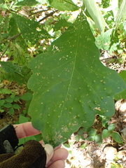 Neuroterus quercusverrucarum