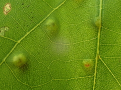 Neuroterus quercusverrucarum