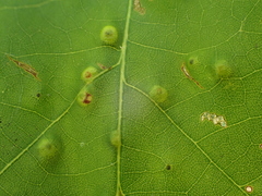 Neuroterus quercusverrucarum