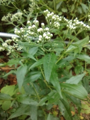 Eupatorium serotinum