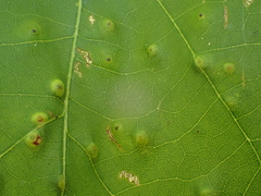 Neuroterus quercusverrucarum
