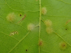 Neuroterus quercusverrucarum