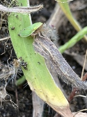 Draeculacephala antica