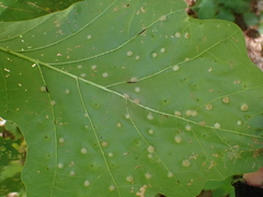 Neuroterus quercusverrucarum