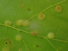 Neuroterus quercusverrucarum