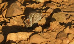 Pyronia cecilia