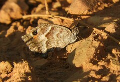 Pyronia cecilia