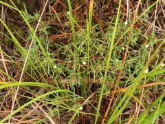 Polypremum procumbens
