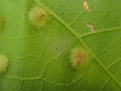 Neuroterus quercusverrucarum
