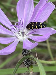 Acmaeodera macra