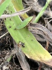 Draeculacephala antica