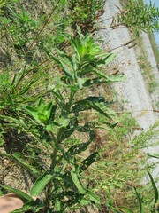 Oenothera
