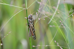 Schistocerca americana