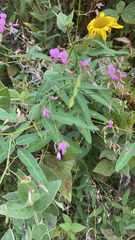 Desmodium paniculatum