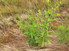 Erechtites hieraciifolius