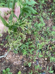 Eupatorium sessilifolium
