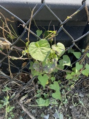 Ipomoea lacunosa